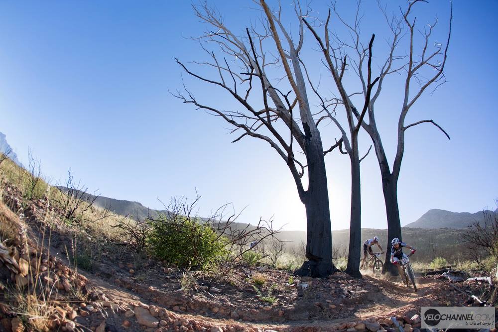 cape-epic-jour2-arbre-mort